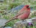 Фотография чечевицы крупной (Carpodacus rubicilla) - картинка # 2892 onbird.ru. Источник: www.birdquest-tours.com